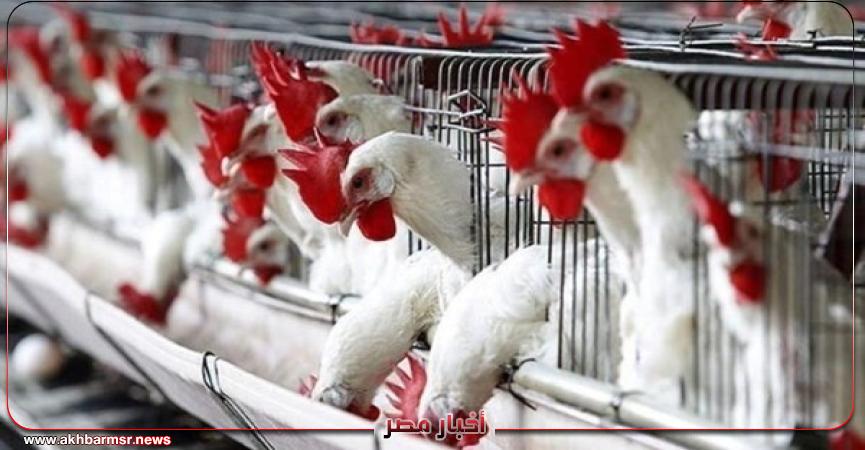 أخبار مصر 2050