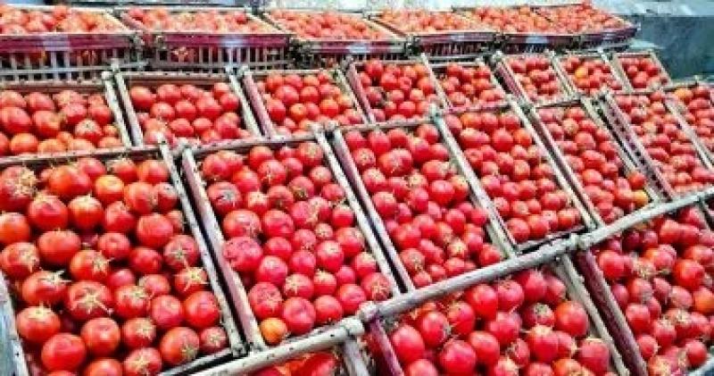 وزارة التموين تطرح الطماطم بالمنافذ.. اعرف الأسعار اليوم