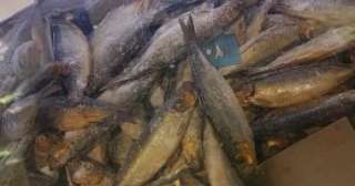 ملاحقات تموينية مكثفة تطارد ”فسيخ الرصيف” مجهول المصدر ملاحقات تموينية مكثفة تطارد ”فسيخ الرصيف” مجهول المصدر