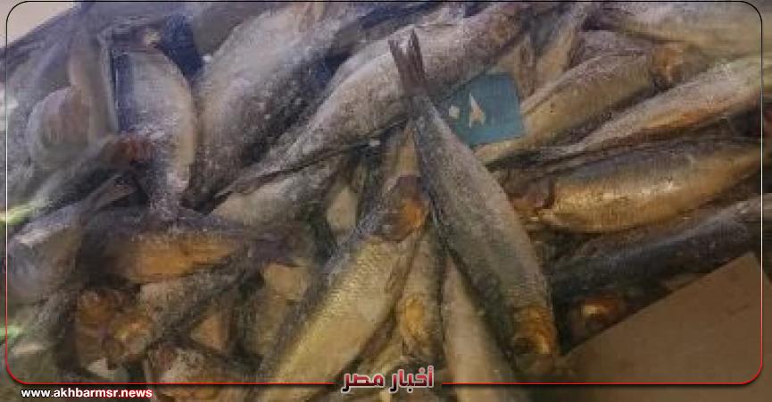 أخبار مصر 2050