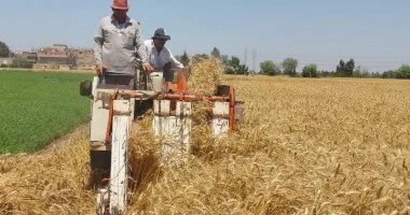 وزير التموين: نستهدف استلام 5 ملايين قمح محلى هذا العام لتعزيز المخزون