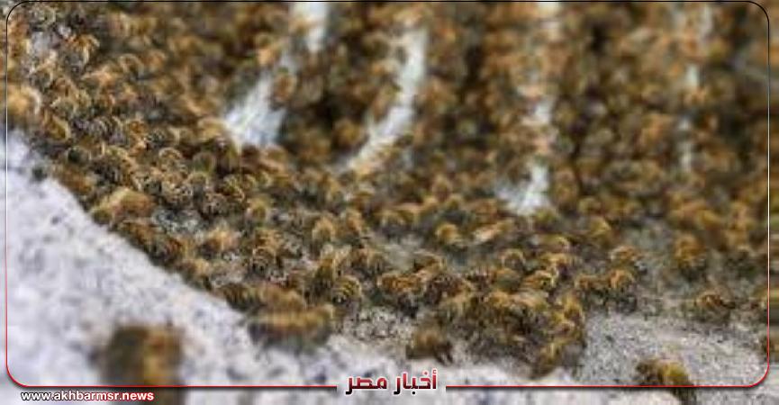 أخبار مصر 2050