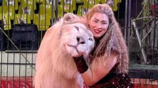 حادث مروع في مصر.. شبل أسد يهاجم طفلة داخل سيرك بالعجوزة حادث مروع في مصر.. شبل أسد يهاجم طفلة داخل سيرك بالعجوزة