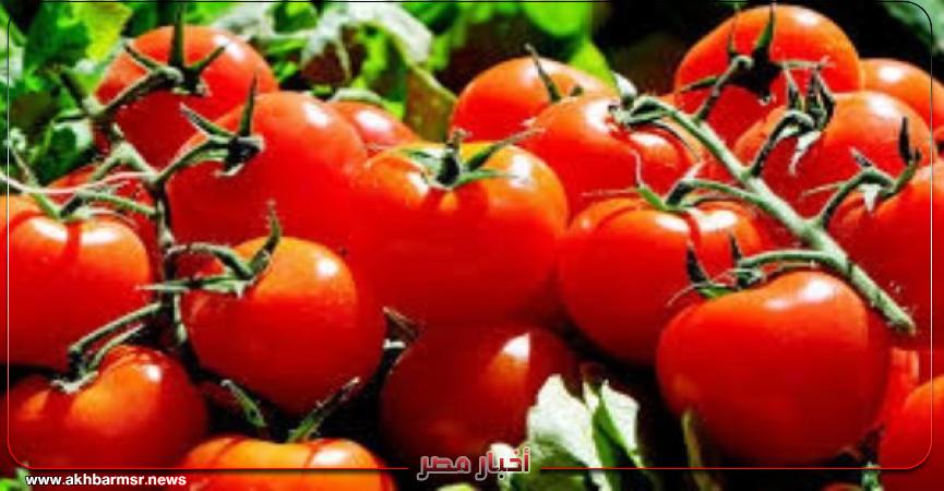 أخبار مصر 2050