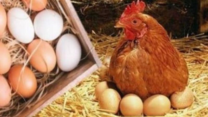 انخفاض مفاجئ في أسعار البيض اليوم السبت.. اعرف الكرتونة بكام؟