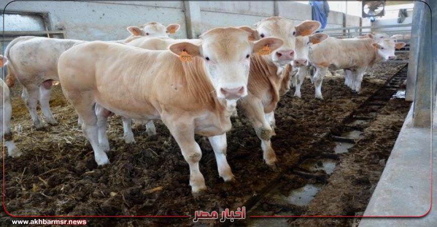 أخبار مصر 2050