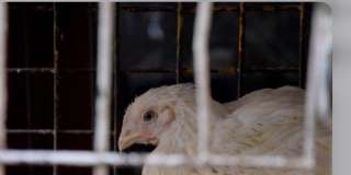 زيادة جديدة فى سعر الفراخ البيضاء.. كم سجلت أسعار الدواجن اليوم الاثنين 20-4-2026 للمستهلك؟