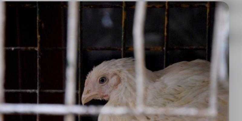 زيادة جديدة فى سعر الفراخ البيضاء.. كم سجلت أسعار الدواجن اليوم الاثنين 20-4-2026 للمستهلك؟