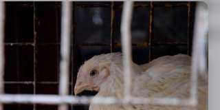 زيادة جديدة فى سعر الفراخ البيضاء.. كم سجلت أسعار الدواجن اليوم الاثنين 20-4-2026 للمستهلك؟