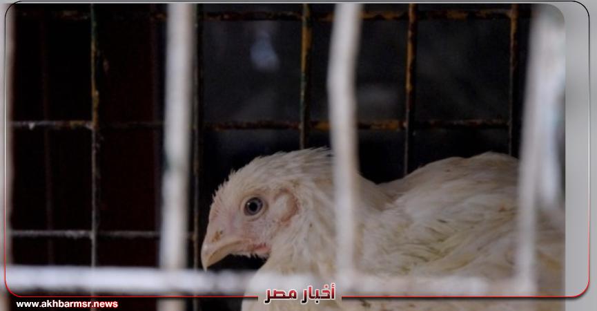 أخبار مصر 2050