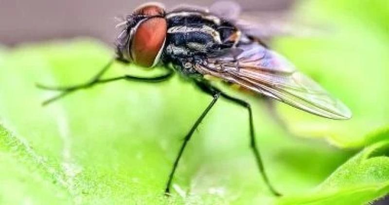 6 حلول طبيعية للتخلص من الذباب.. طرق آمنة وفعالة بدون مبيدات