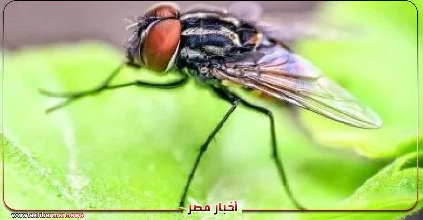 أخبار مصر 2050