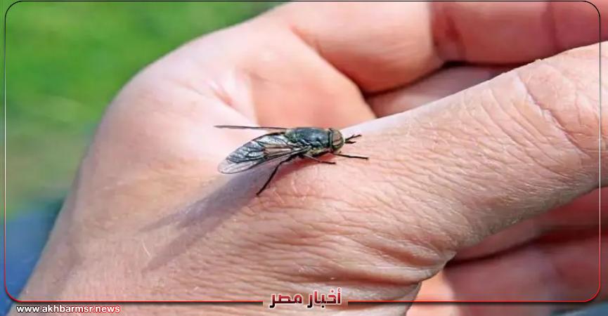 أخبار مصر 2050