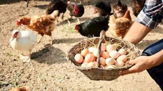ارتفاع أسعار الدواجن وانخفاض البيض اليوم بالأسواق (موقع رسمي)