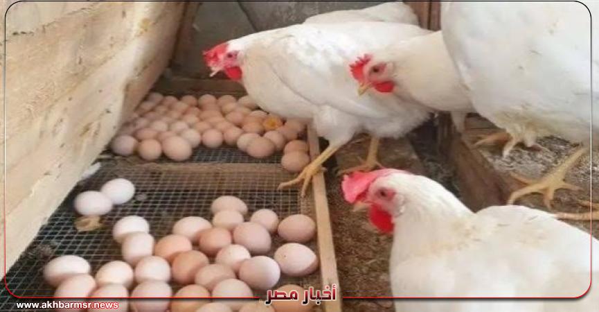 أخبار مصر 2050