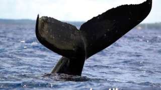 خطة من 3 أيام ونصف لإنهاء معاناة الحوت الأحدب العالق قبالة ألمانيا