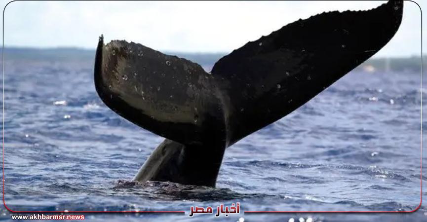 أخبار مصر 2050