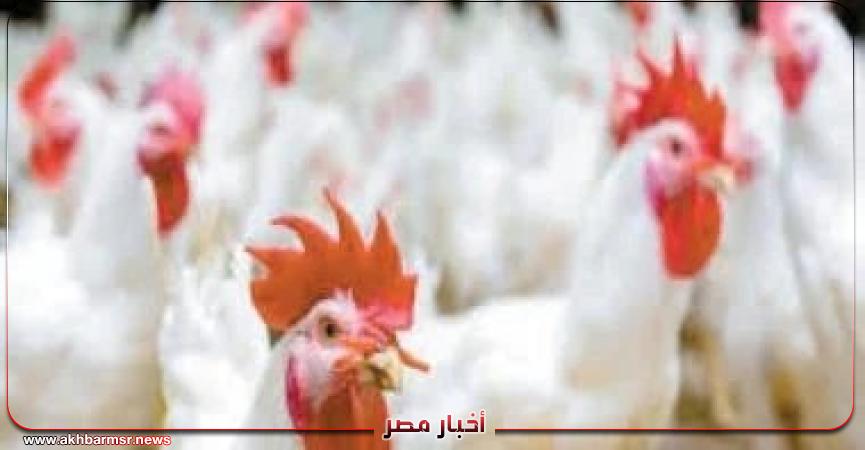 أخبار مصر 2050