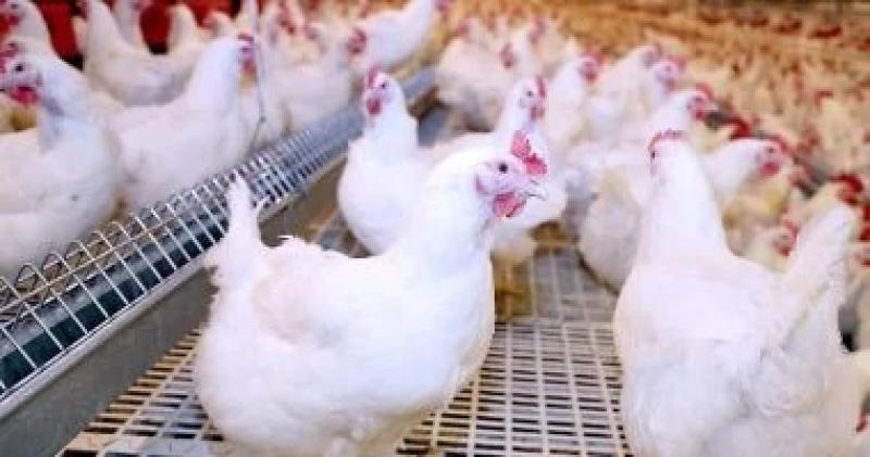 أسعار الفراخ البيضاء اليوم الاثنين 27-4-2026