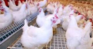 أسعار الفراخ البيضاء اليوم الاثنين 27-4-2026