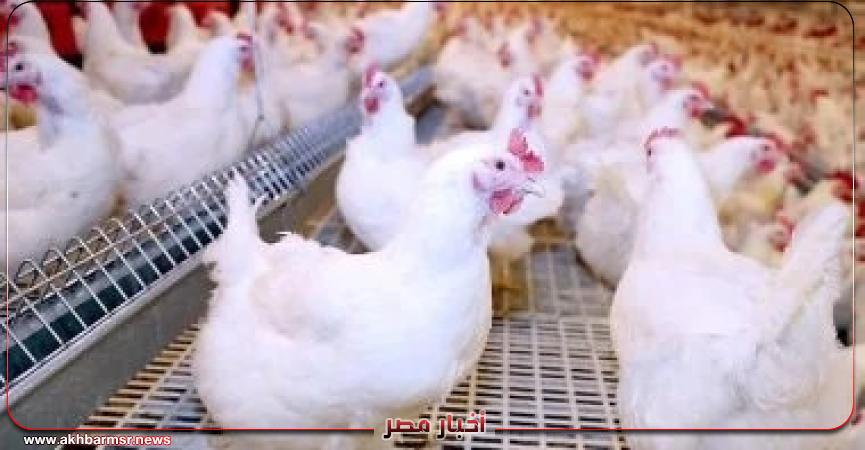 أخبار مصر 2050