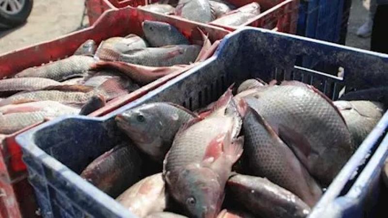 مصر تدخل لأول مرة قائمة تصدير منتجات الاستزراع السمكي للاتحاد الأوروبي