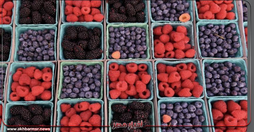 أخبار مصر 2050