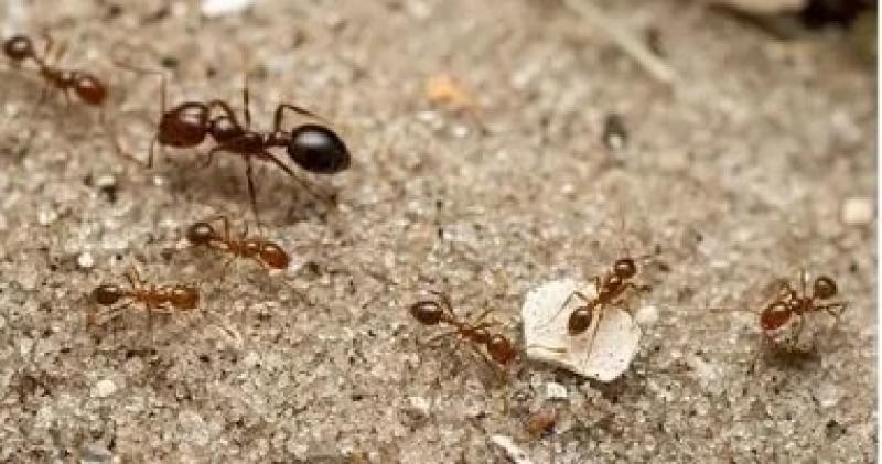 5 حلول طبيعية لطرد النمل من البيت.. من زيت الليمون للفلفل الأسود