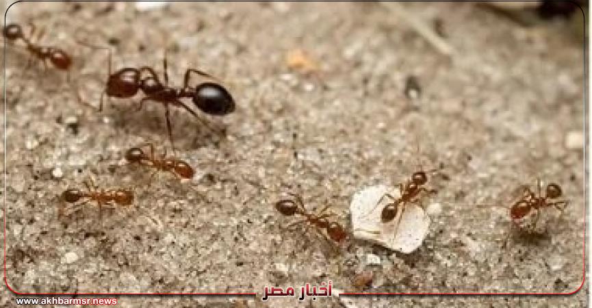 أخبار مصر 2050