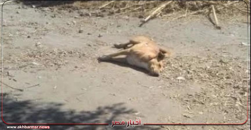 أخبار مصر 2050