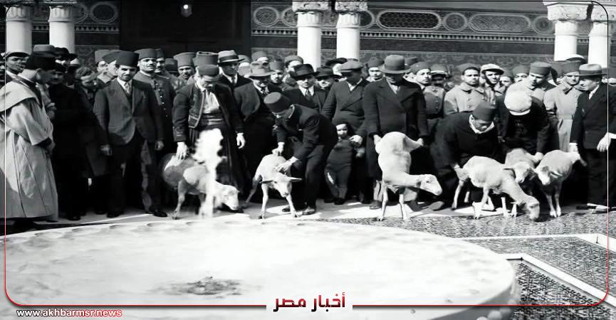 أخبار مصر 2050