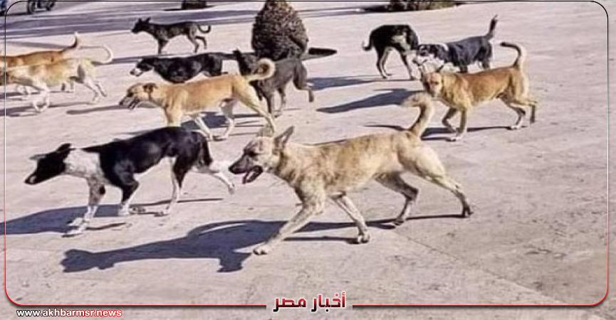 أخبار مصر 2050