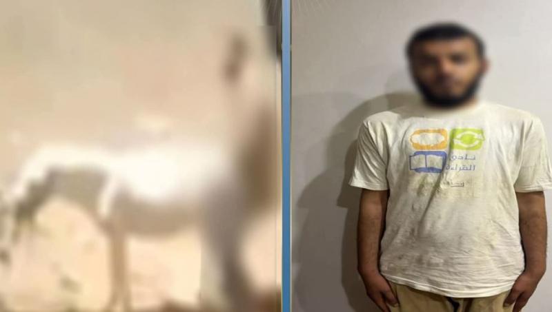 مريض نفسي.. ضبط المتهم بالتعدي على حمار بالقليوبية