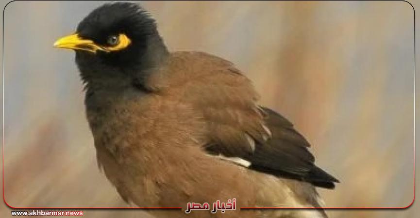 أخبار مصر 2050