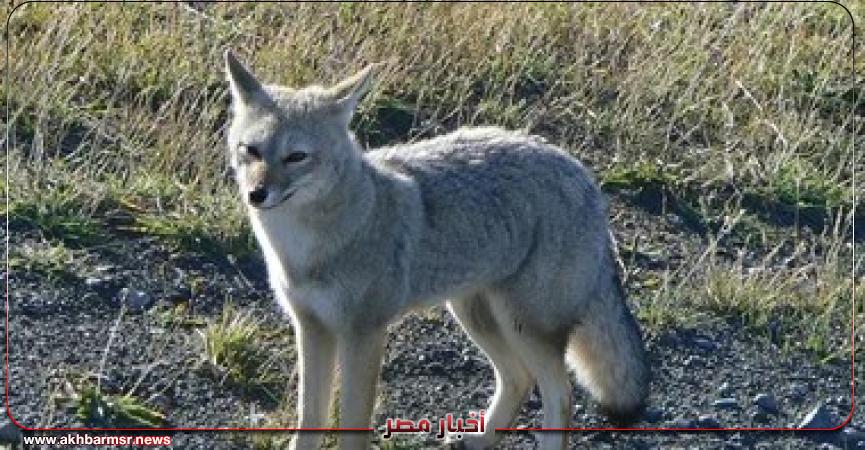 أخبار مصر 2050