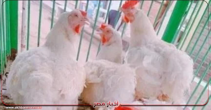 أخبار مصر 2050