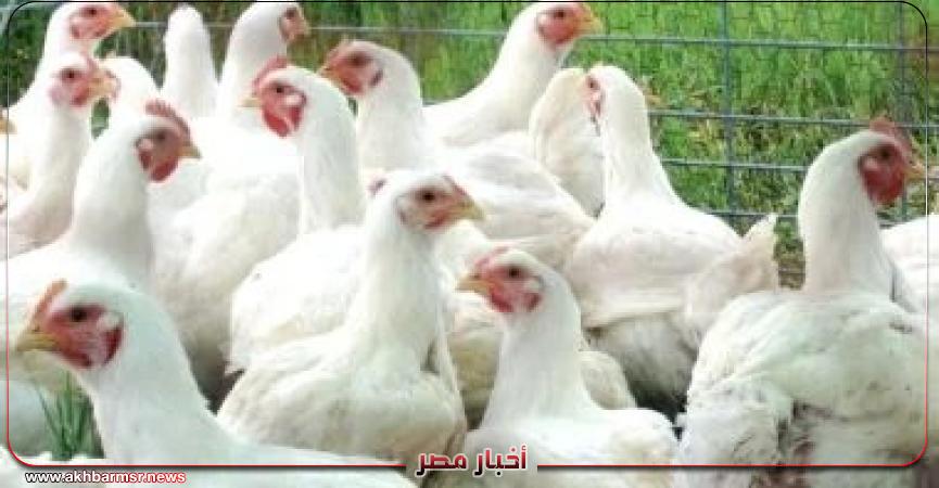 أخبار مصر 2050