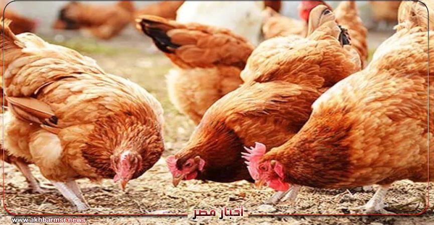 أخبار مصر 2050