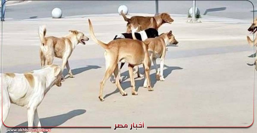 أخبار مصر 2050