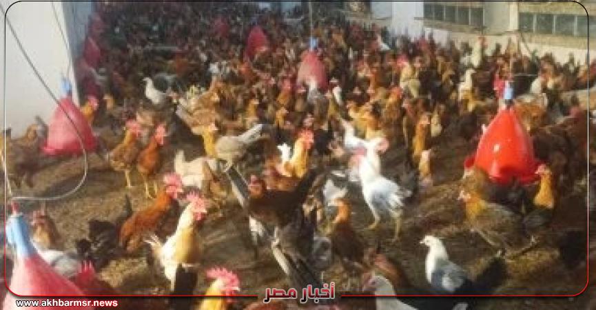 أخبار مصر 2050